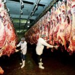 daging kerbau, daging impor, Bulog, Lebaran 2023