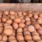 Telur Ayam Alami Kenaikan Harga