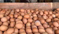Telur Ayam Alami Kenaikan Harga