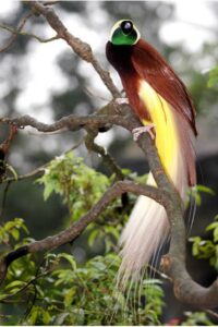 Burung Cendrawasih