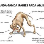 Beikut ciri - ciri penyakit anjing gila atau rabies. (Foto: pertanian.kulonprogokab.go.id)