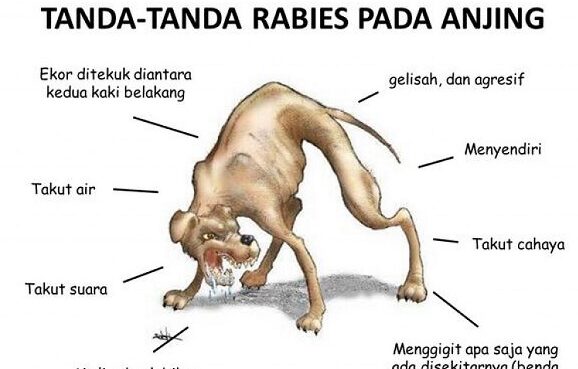 Beikut ciri - ciri penyakit anjing gila atau rabies. (Foto: pertanian.kulonprogokab.go.id)